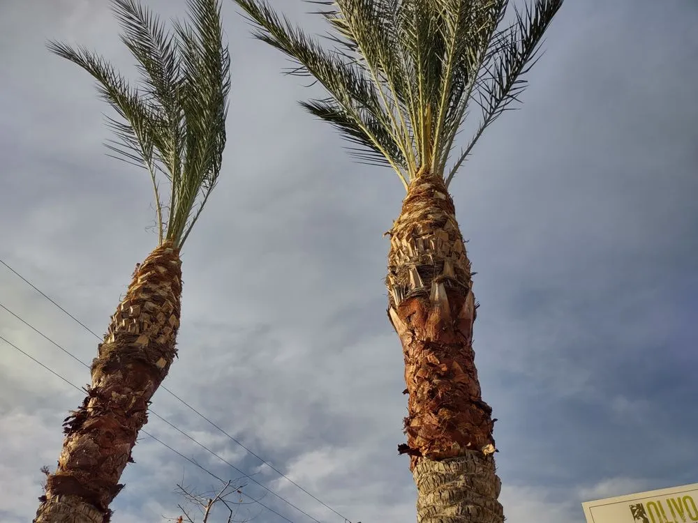 Custom landscaping services in Duarte, CA - Gomez Gardening and Landscaping