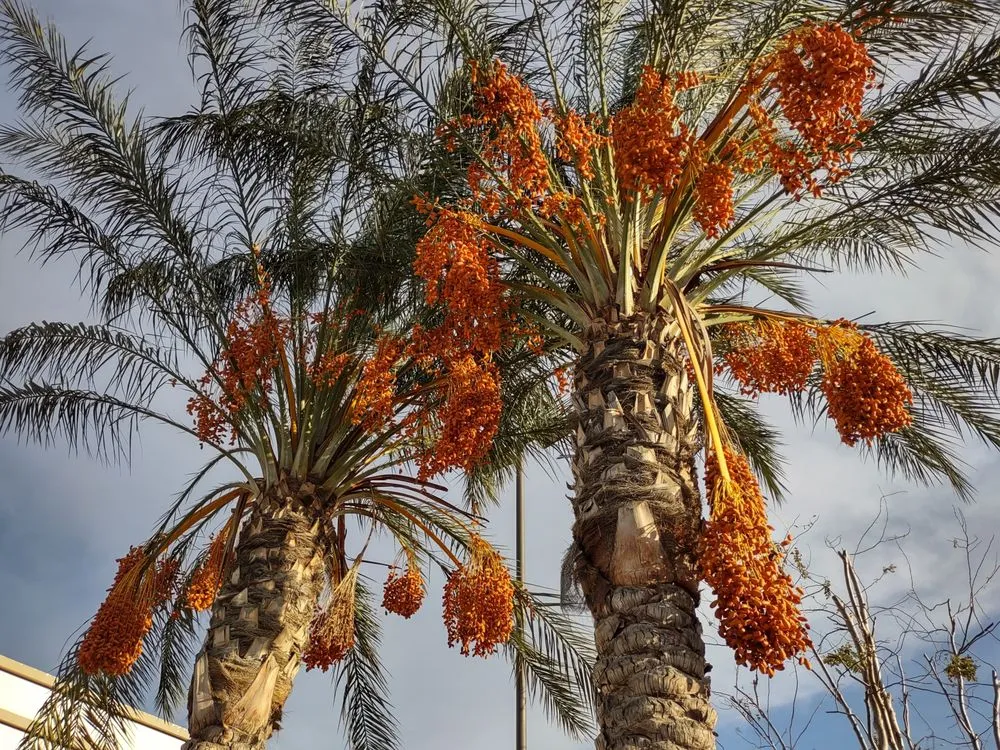 Trusted yard cleanup service for homes across Duarte, CA - Gomez Gardening and Landscaping