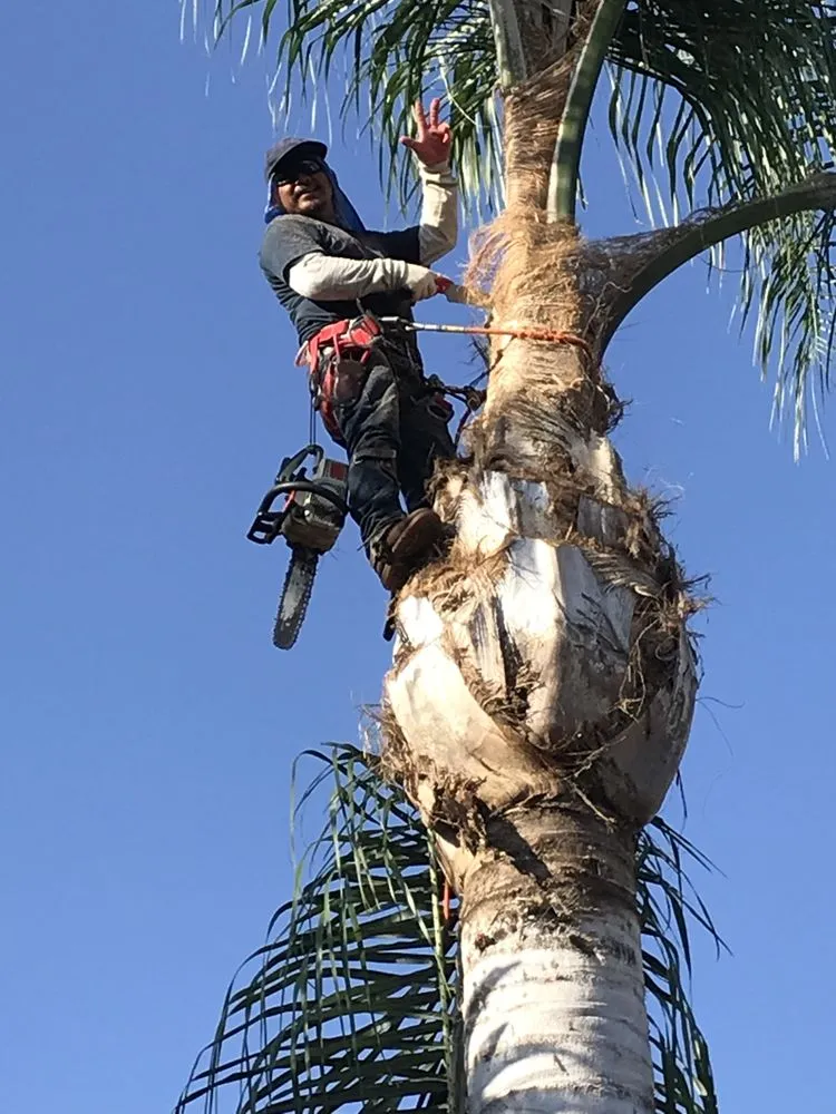 Expert landscaping services in Mission Viejo, CA by Gomez Gardening