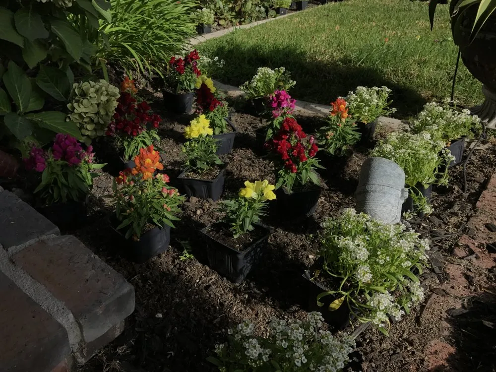 Reliable yard cleanup service for beautiful yards across Mission Viejo, CA - Gomez Gardening