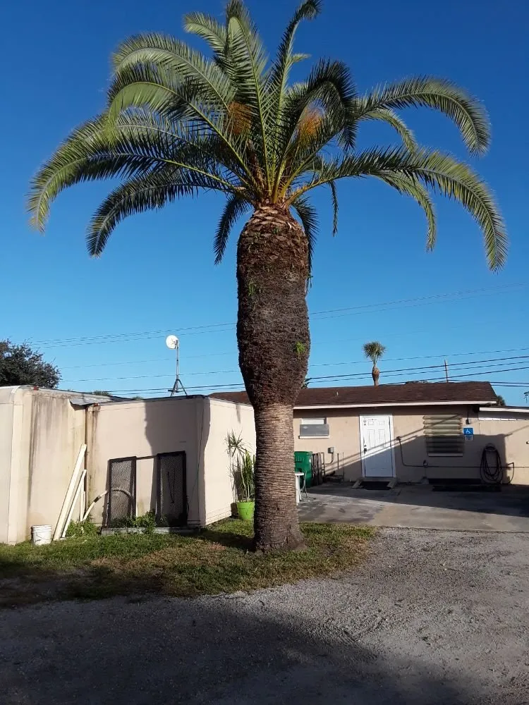 Affordable lawn mowing service in Melbourne, FL - Gomez J landscaping