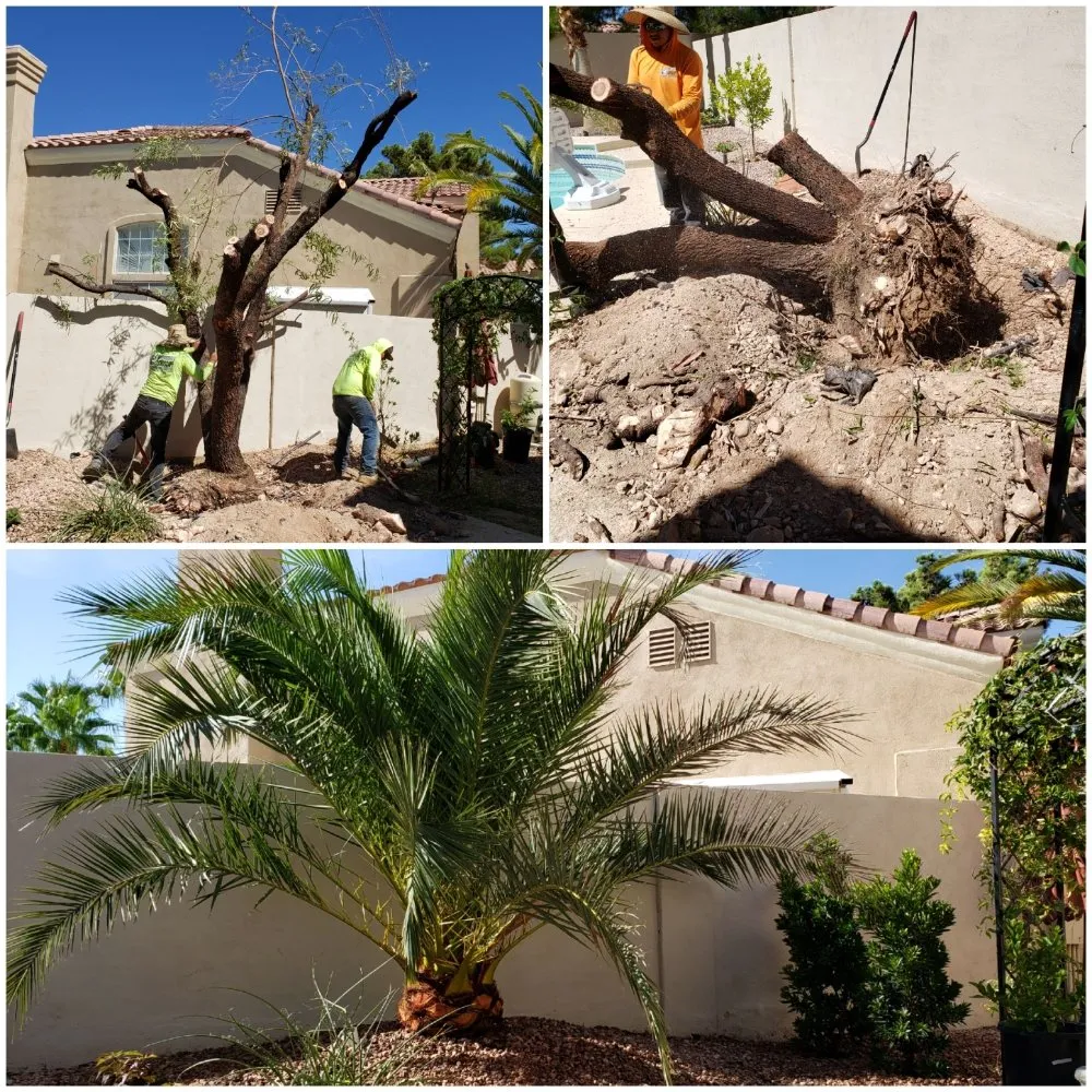 Top-rated yard maintenance for beautiful yards in Las Vegas, NV by Gomez Landscape