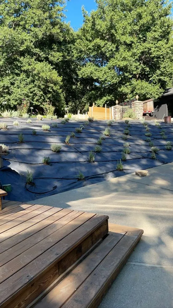 Expert lawn care service in Santa Rosa, CA - Gomez Landscape