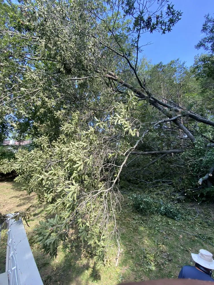 Affordable yard maintenance near you in Saint Louis, MO by Gomez Landscaping & Tree Services