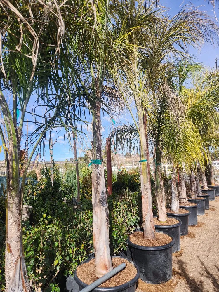 Trusted landscaping services for residential properties across Hesperia, CA - Gomez Landscaping