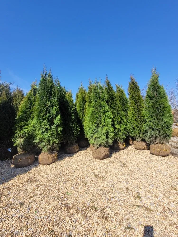 Professional yard maintenance in Meridianville, AL by Gomez Landscaping