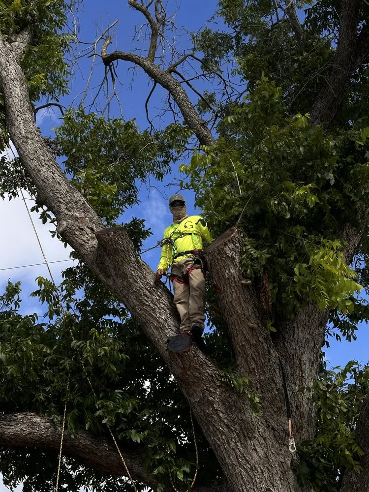 Local yard cleanup service with custom design in Taylor, TX by Gomez Landscaping