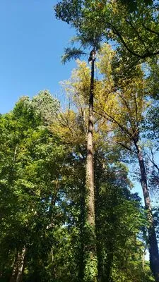 Gomez Lawn & Landscaping Logo