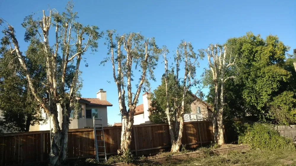 Custom landscape design for residential properties in Riverside, CA by Gomez Lawn & Tree Service