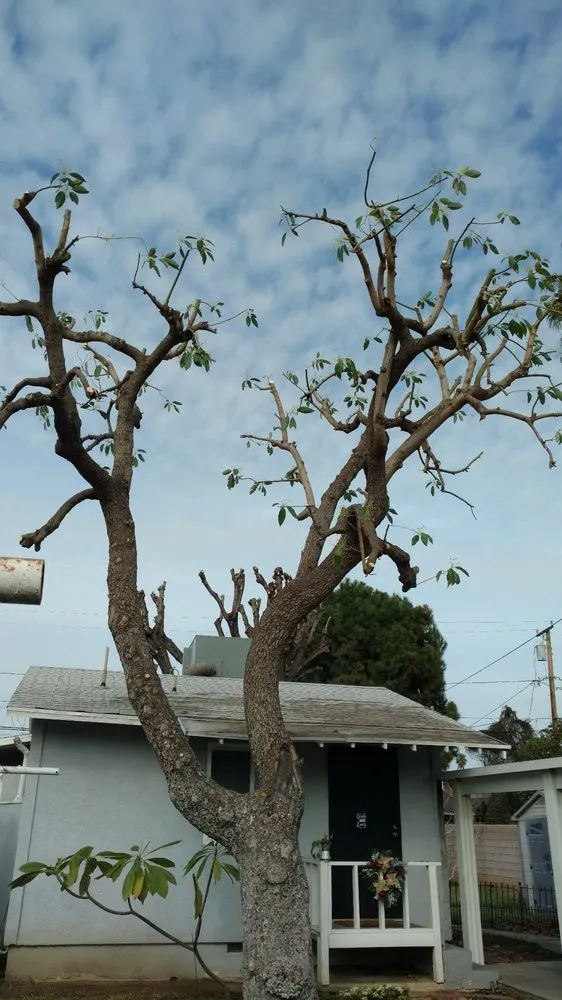 Custom landscaping services for year-round maintenance in Riverside, CA by Gomez Lawn & Tree Service