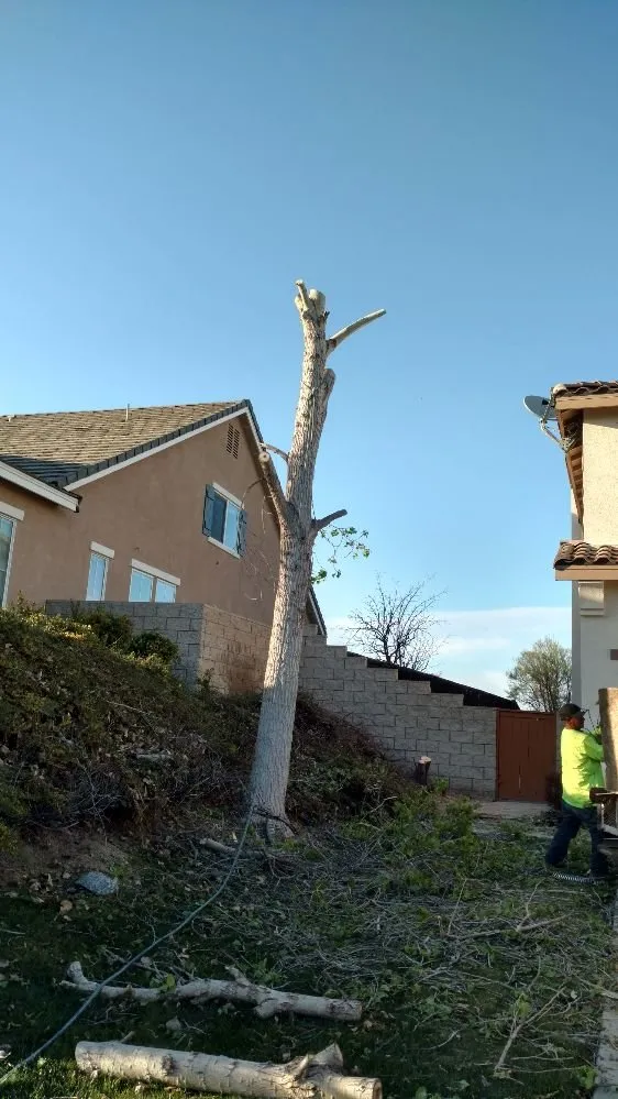 Custom landscape design in Riverside, CA by Gomez Lawn & Tree Service