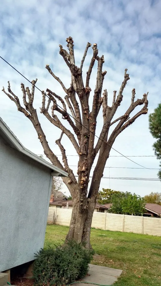 Professional lawn care service for year-round maintenance in Riverside, CA by Gomez Lawn & Tree Service