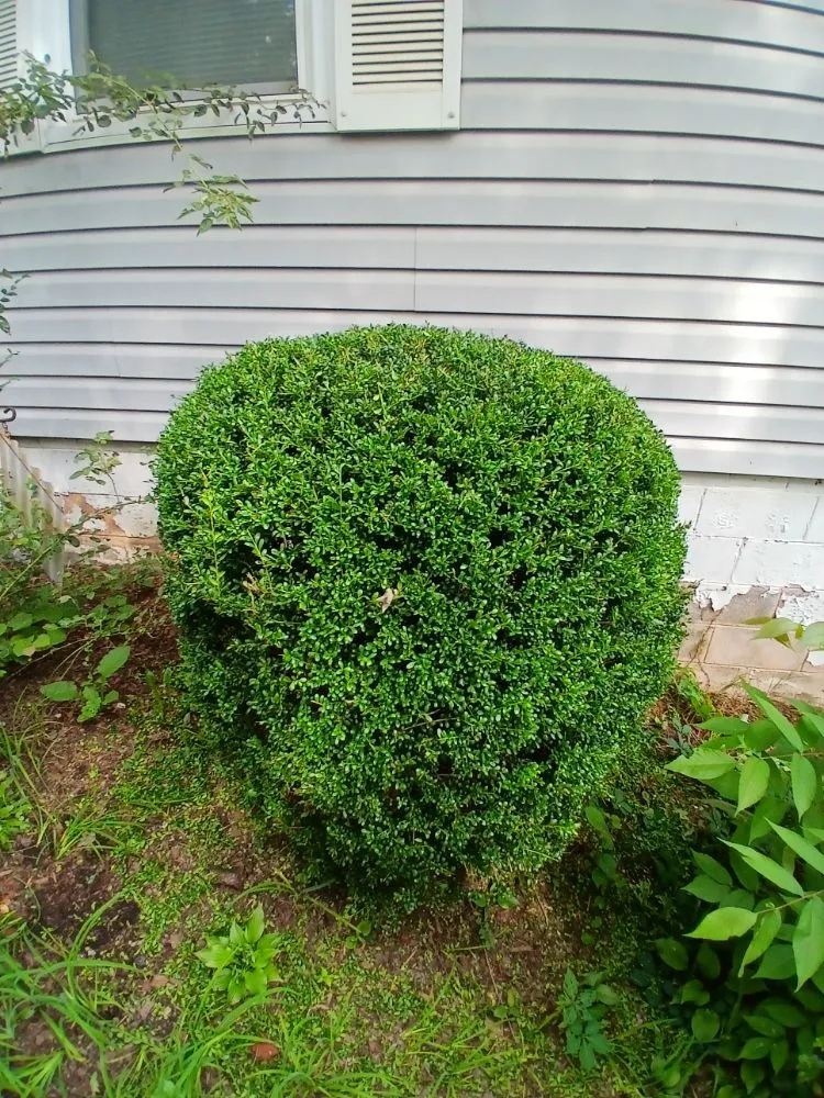 Local lawn mowing service in Hendersonville, NC by Gomez Lawn Care