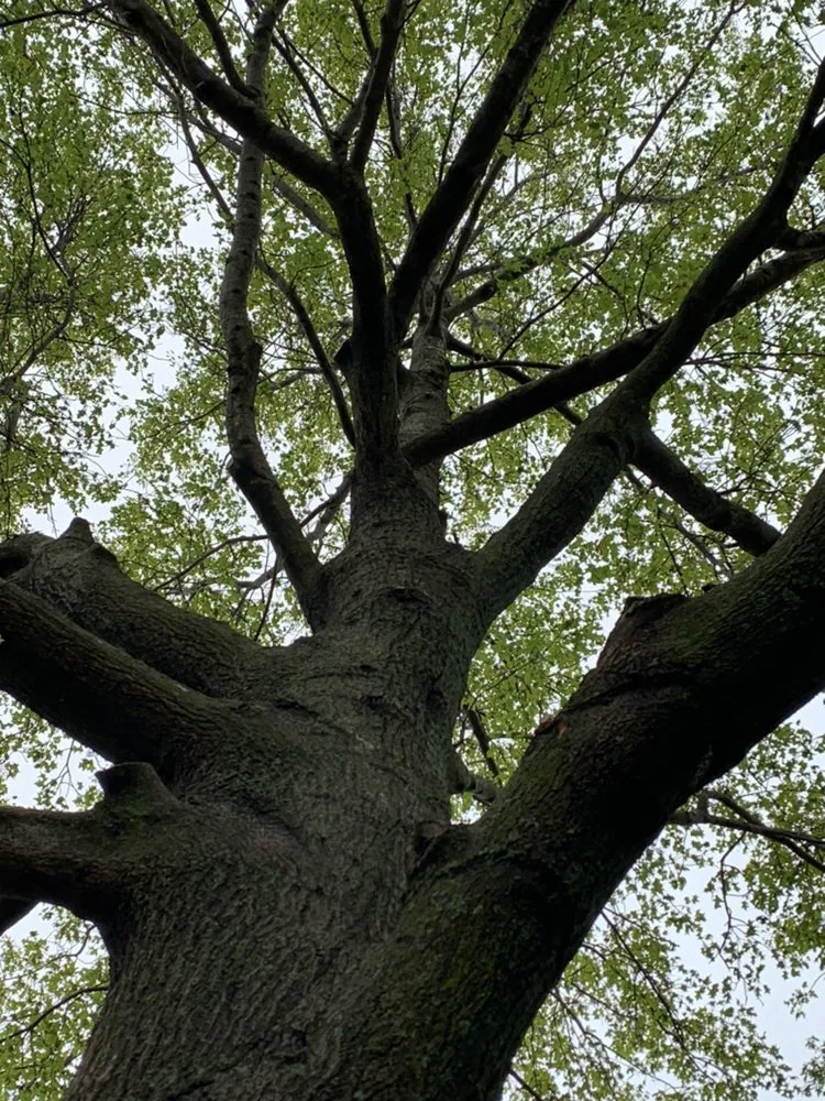 Professional yard cleanup service for residential properties across Wichita, KS - Gomez Lawntree