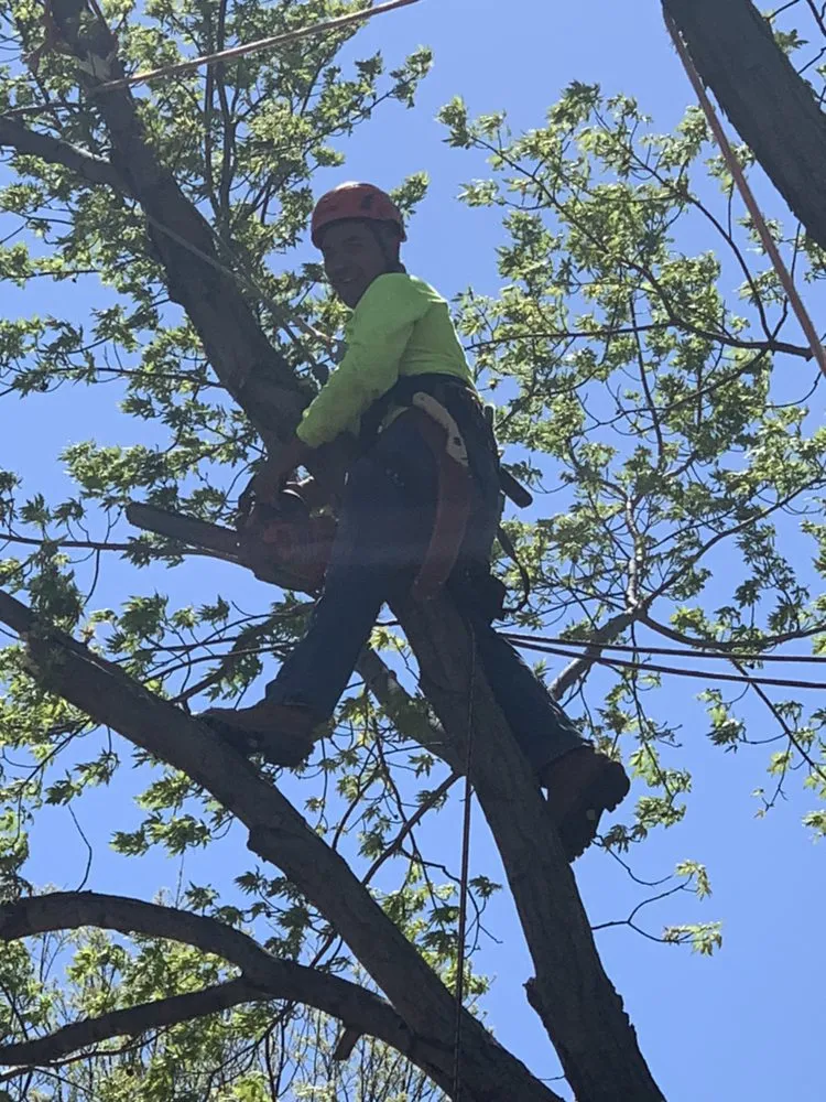 Expert lawn mowing service for year-round maintenance in Wichita, KS by Gomez Lawntree