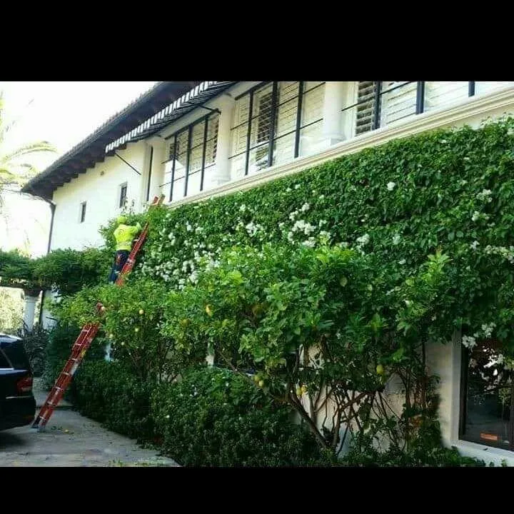 Professional yard cleanup service experts serving Oxnard, CA - Gomez maintances and landscape