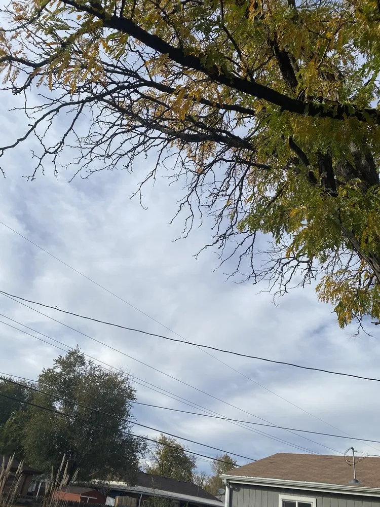 Reliable yard cleanup service in Denver, CO by Gomez Tree & Landscaping