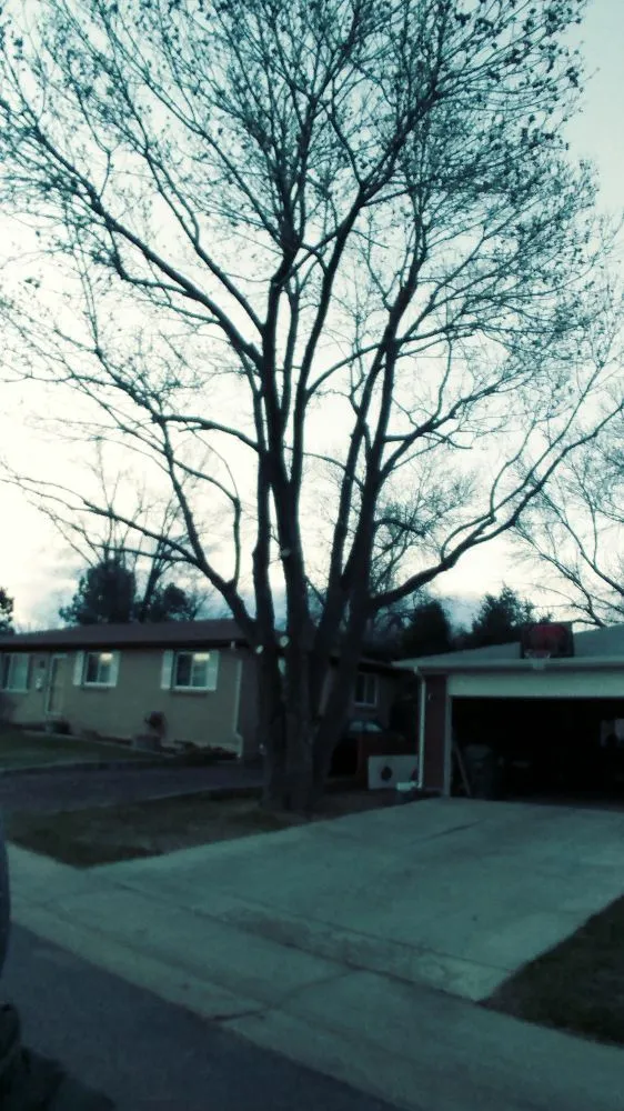 Expert lawn mowing service experts serving Denver, CO - Gomez Tree & Landscaping