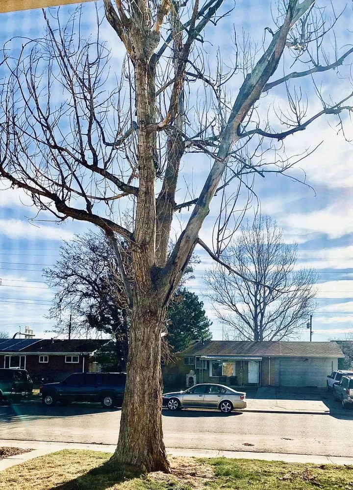 Expert landscape design experts serving Denver, CO - Gomez Tree & Landscaping