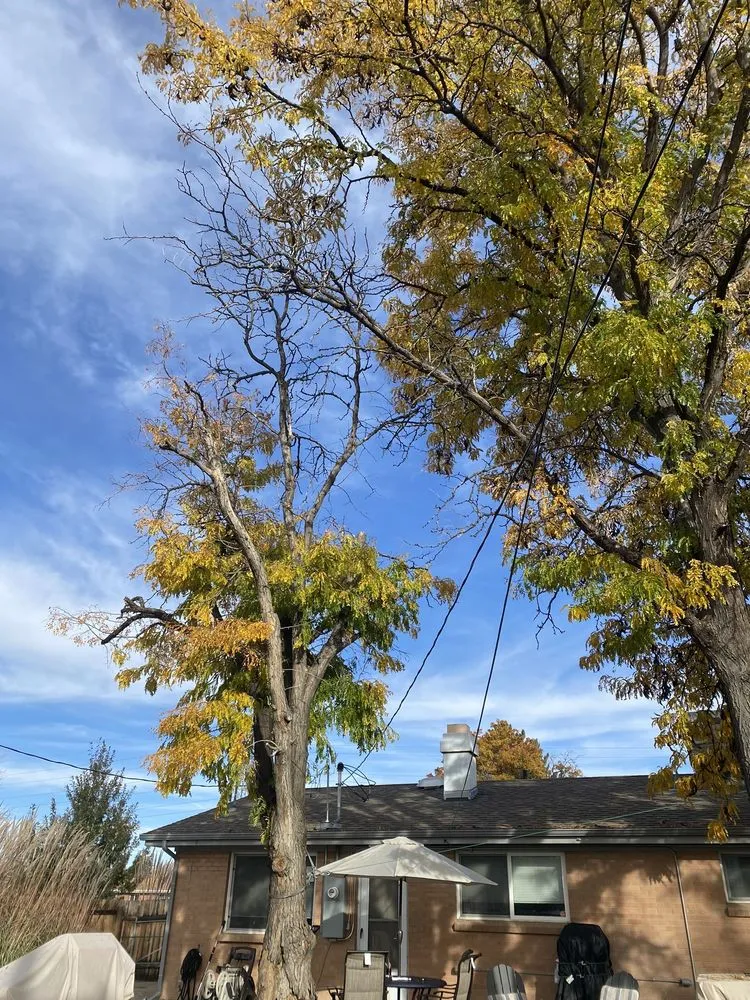 Local lawn mowing service experts serving Denver, CO - Gomez Tree & Landscaping