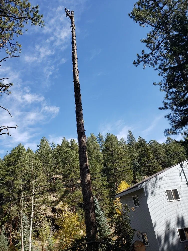 Professional outdoor landscaping for beautiful yards across Denver, CO - Gomez Tree & Landscaping