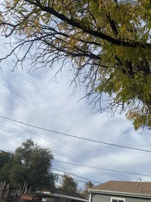 Gomez Tree & Landscaping Logo