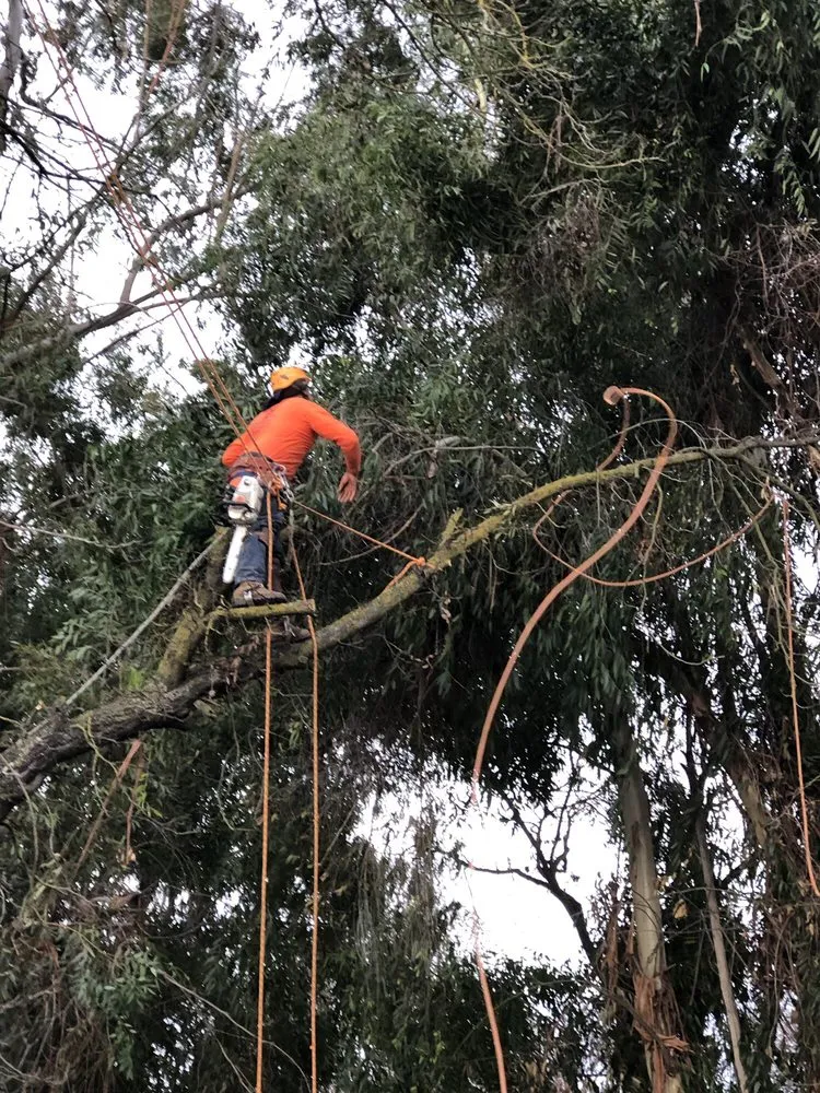 Local yard cleanup service in Fresno, CA - Gomez Tree Service