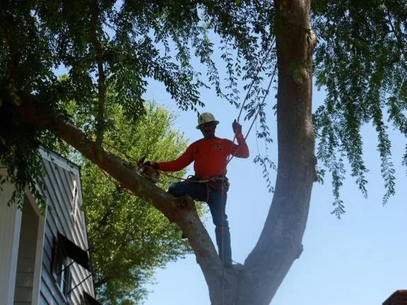 Top-rated outdoor landscaping experts serving Fresno, CA - Gomez Tree Service