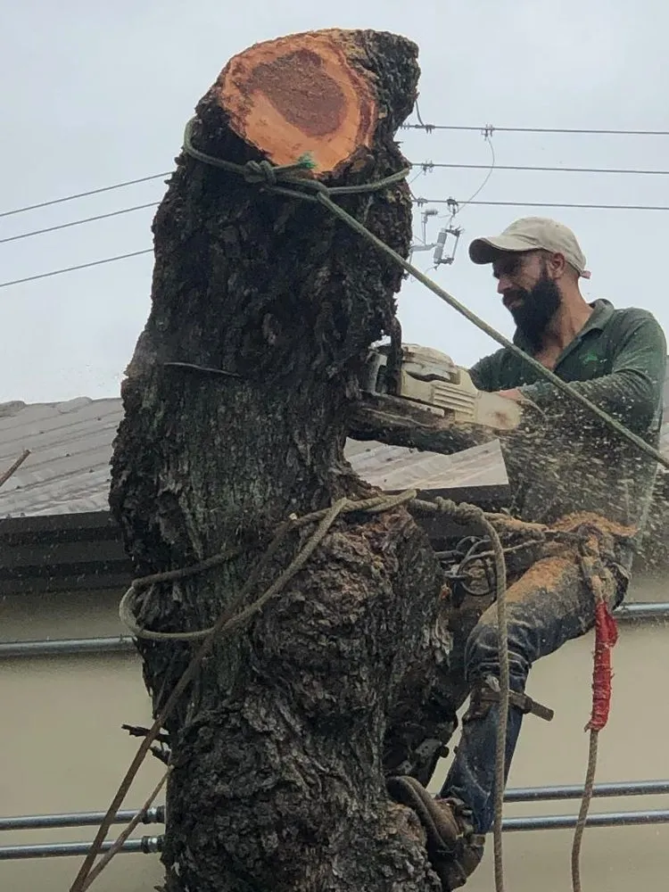 Local landscape design for year-round maintenance in Houston, TX by Gomez Trees & Landscape