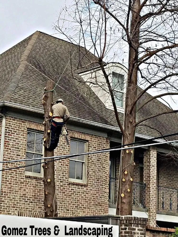 Top-rated residential landscaping in Houston, TX by Gomez Trees & Landscape