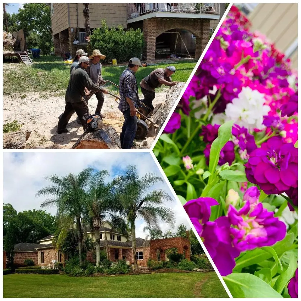 Top-rated lawn mowing service for year-round maintenance in Houston, TX by Gomez Trees & Landscape