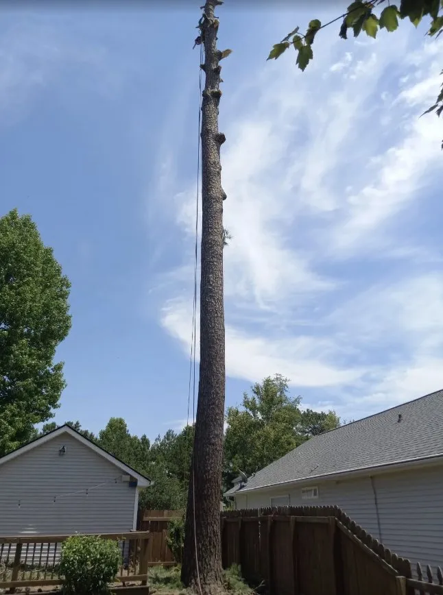 Expert landscape design for residential properties in Charleston, SC by Gomez Trees & Lawn Service