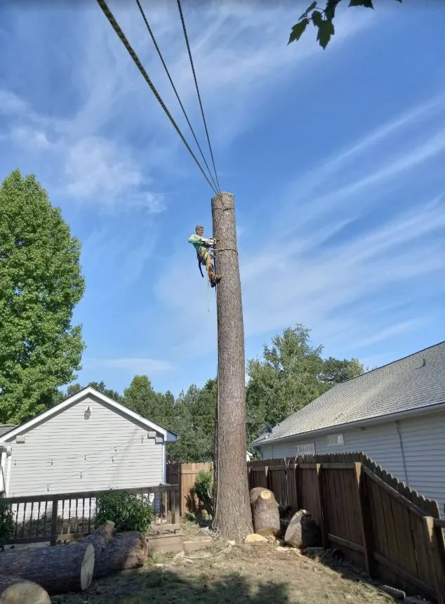 Reliable landscape design in Charleston, SC - Gomez Trees & Lawn Service