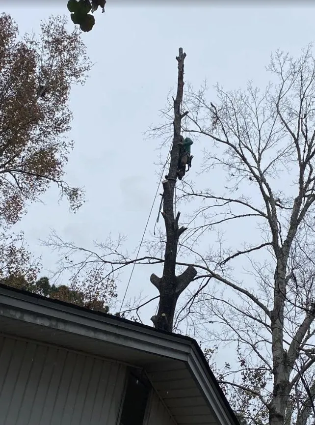 Local lawn mowing service for residential properties in Charleston, SC by Gomez Trees & Lawn Service