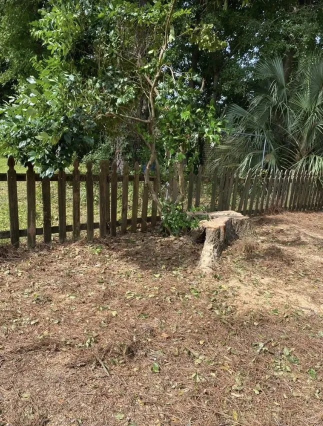 Expert landscape installation in Charleston, SC - Gomez Trees & Lawn Service