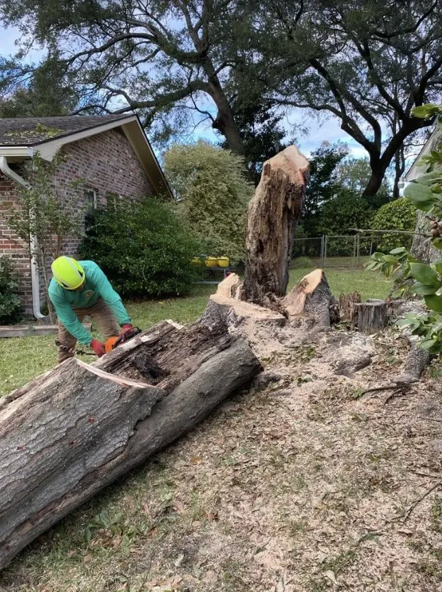 Reliable yard cleanup service experts serving Charleston, SC - Gomez Trees & Lawn Service