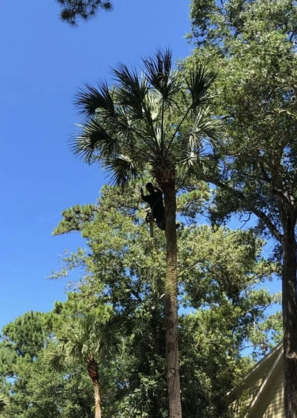 Professional yard maintenance for year-round maintenance in Charleston, SC by Gomez Trees & Lawn Service