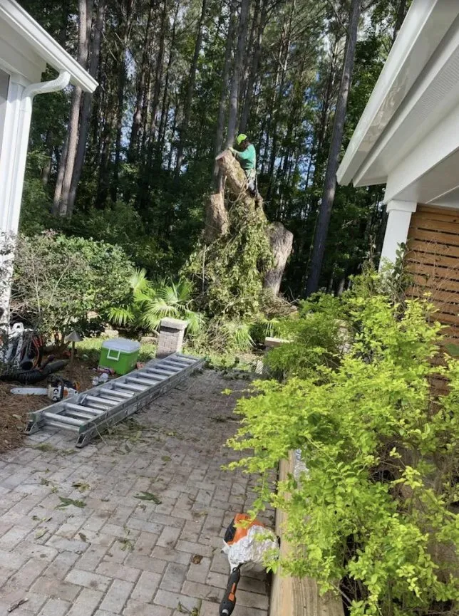 Affordable landscaping services in Charleston, SC by Gomez Trees & Lawn Service