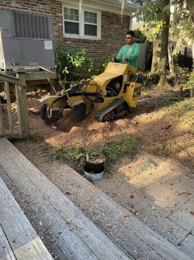 Professional landscaping services for year-round maintenance in Charleston, SC by Gomez Trees & Lawn Service