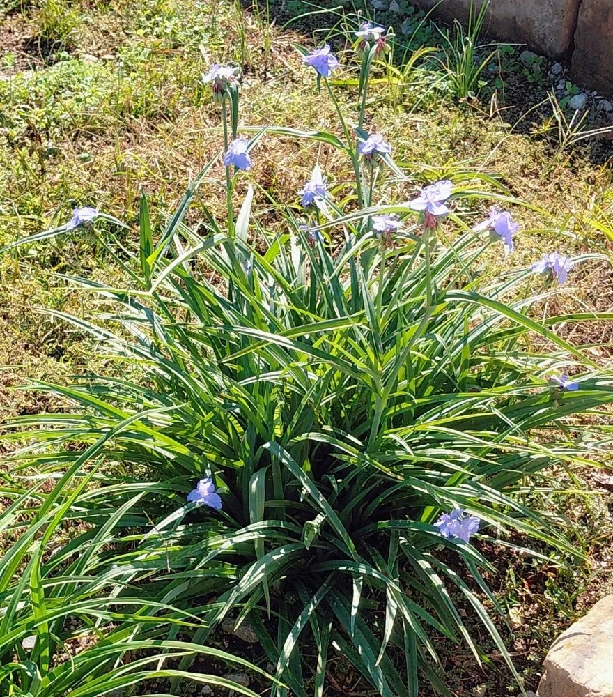 Professional garden landscaping in Moulton, AL - Gomow lawncare