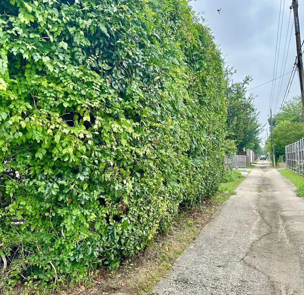 Affordable yard cleanup service for year-round maintenance in Richardson, TX by GoMow