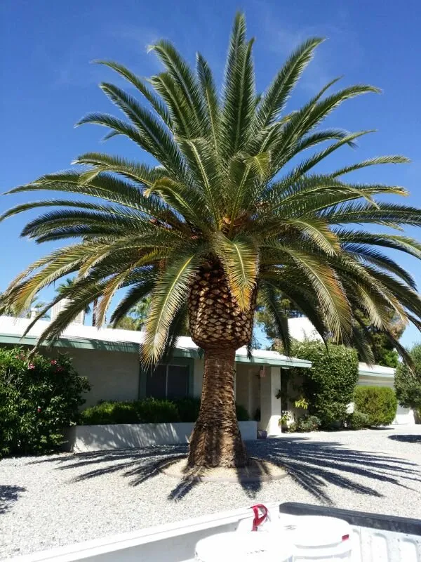 Reliable lawn mowing service for year-round maintenance across Rockport, TX - Gon Landscaping