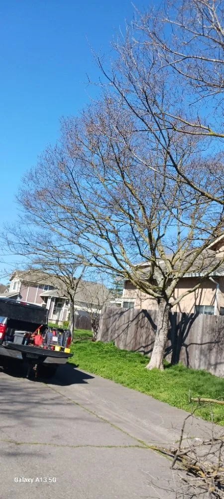 Local residential landscaping in Sacramento, CA - Gonazalez Landscaping & Services