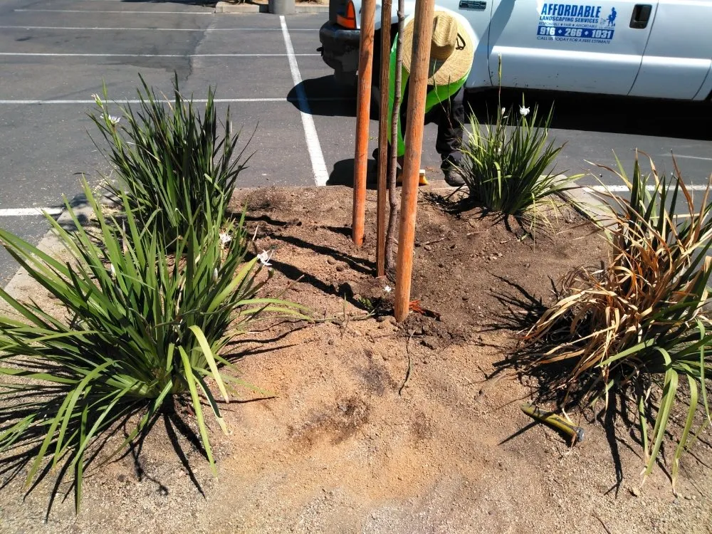 Reliable lawn mowing service experts serving Sacramento, CA - Gonazalez Landscaping & Services