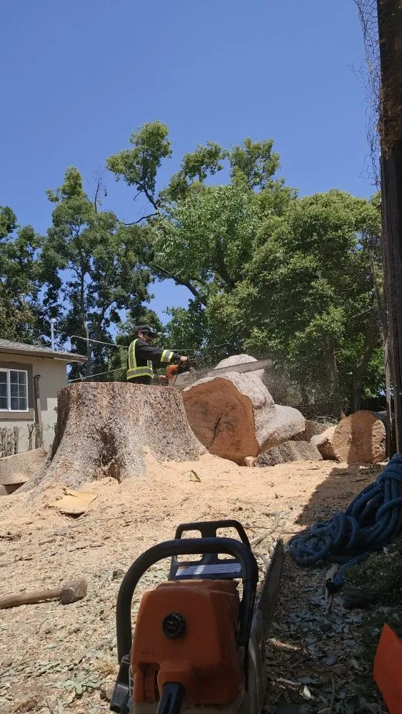 Professional outdoor landscaping in Sacramento, CA by Gonazalez Landscaping & Services