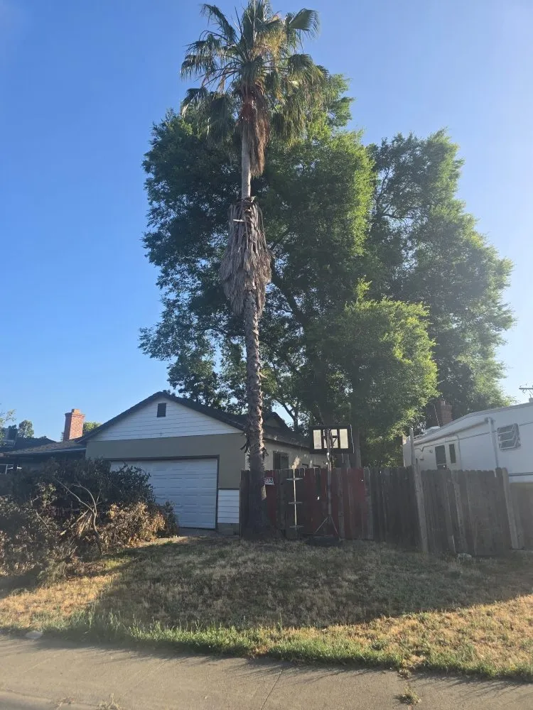 Expert lawn care service for residential properties in Sacramento, CA by Gonazalez Landscaping & Services