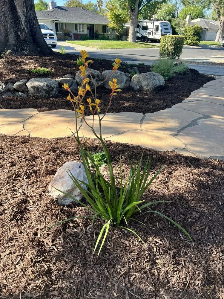 Affordable lawn care service for residential properties across Martinez, CA - Gondwana Flora