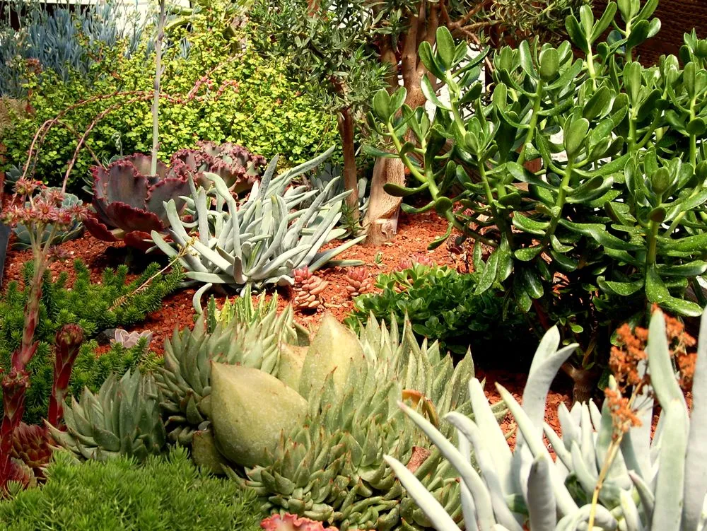 Custom garden landscaping for year-round maintenance in Martinez, CA by Gondwana Flora