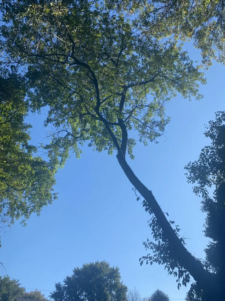 Professional landscape design with custom design across Felton, DE - Gone Get Her Done