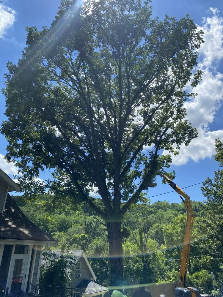 Expert yard maintenance in Cincinnati, OH - Gone Green Landscaping